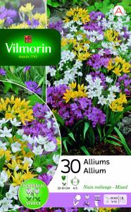 Allium En Mélange (x30)